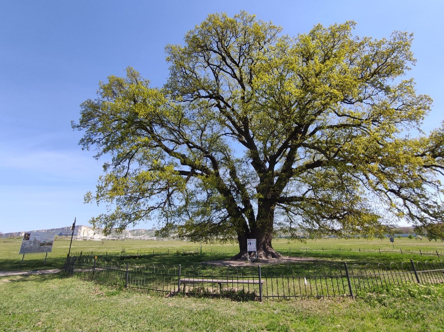 Достопримечательности Крыма – дуб Суворова